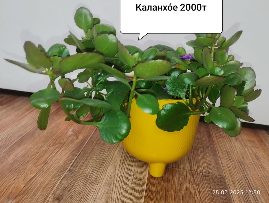 Продам комнатные растения