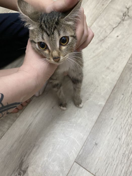 Отдам милых котят