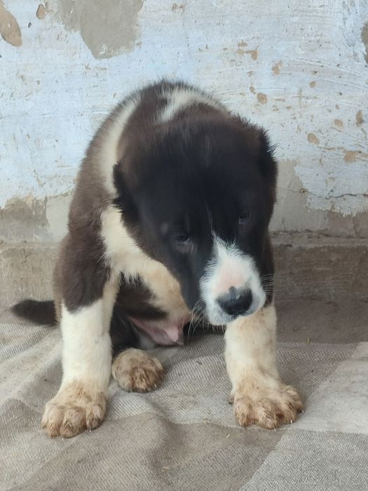 Щенята САО Алабай