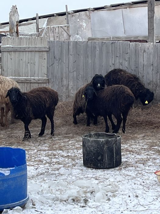 Токтылар сатылады 50к