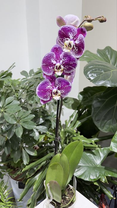 Цветущие орхидеи на любой вкус