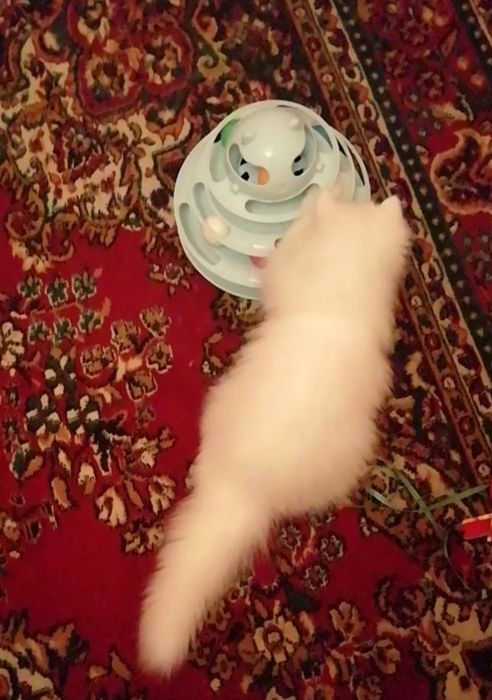 Котята персидские .