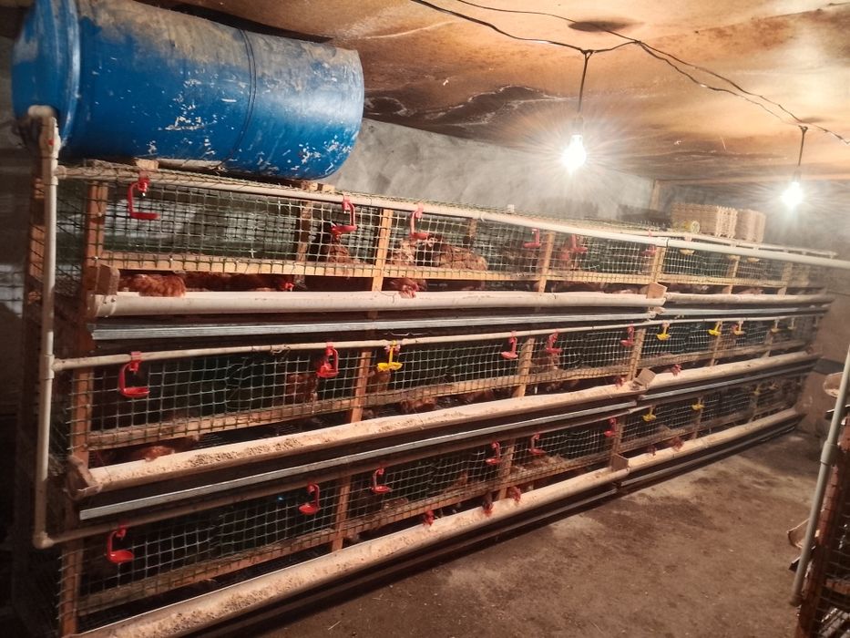 Несушка тауық 8 айлық