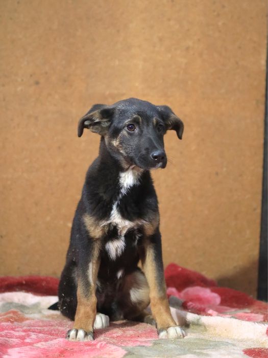 Щенок в добрые руки