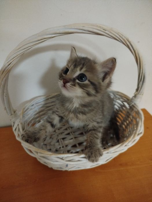 Отдам в добрые руки котят