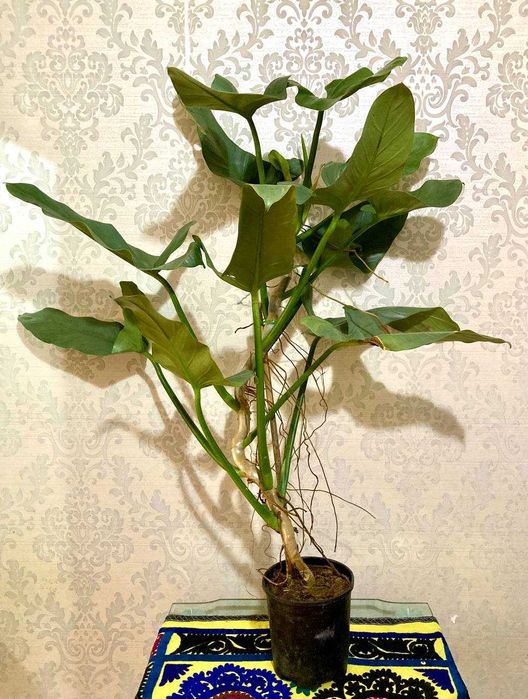 Сортовой Филодендрон Silver Sword, огромный