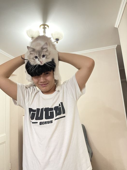 Отдам кота в добрые руки