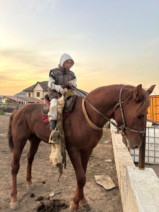 Продам лошадь 2 млн или обмен предлогайте варианты