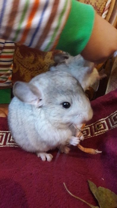 Шиншилла любимый питомец