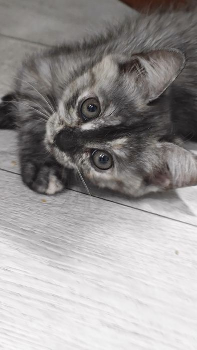 Котёнок, 2 месяца, домашний, девочка