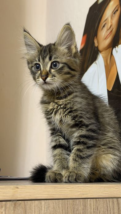 Котенок в добрые руки