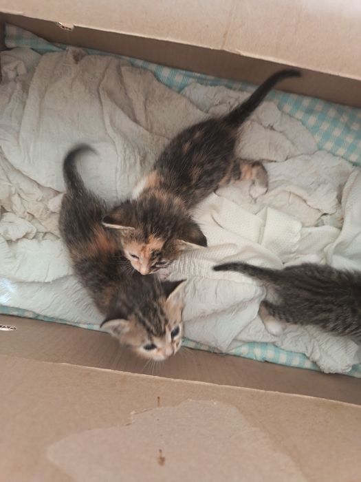 Мысыктар берем тегин