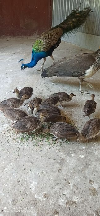 Продам павлинят.
