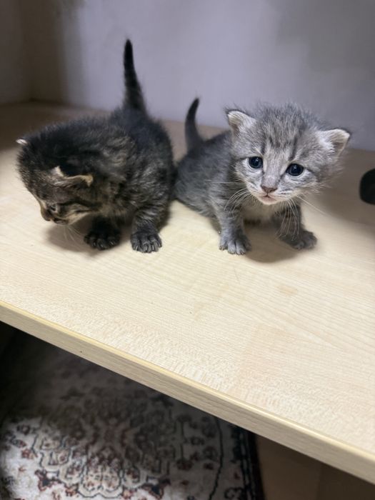 Отдадим котят в добрые руки