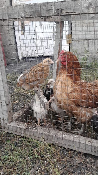 Продам Цыплять в Ахмерова