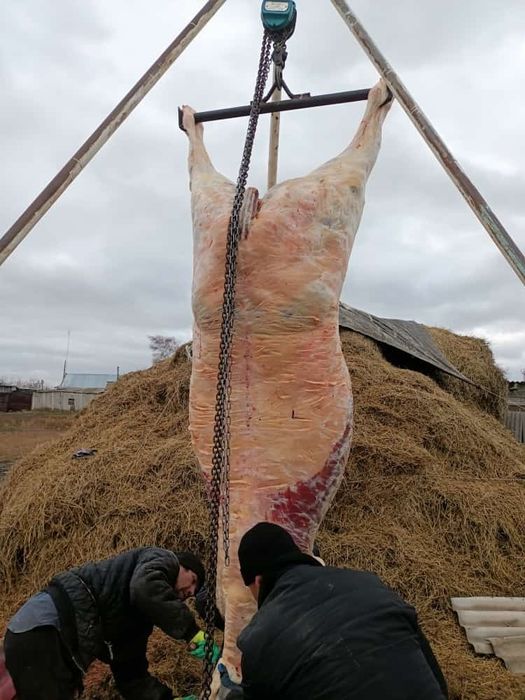 Мясо конины, Ет жылкы .