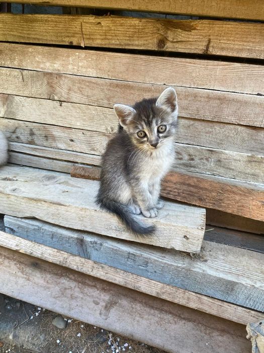 Pisici pentru adoptie