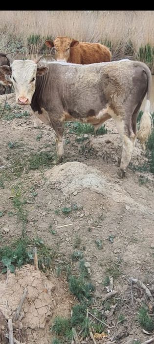 Баспак 1 жасар молодой бык