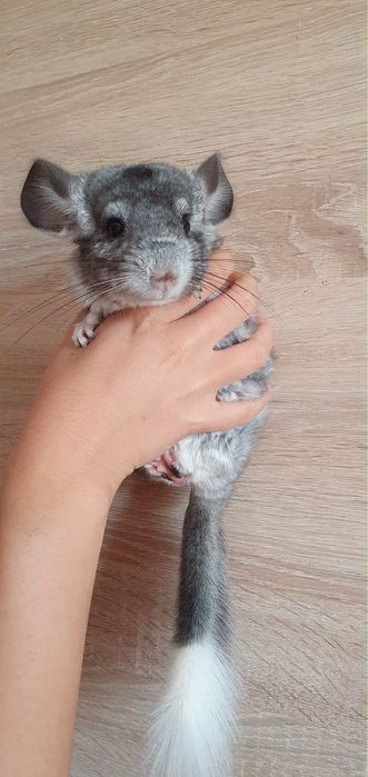 Chinchila pui  3 luni