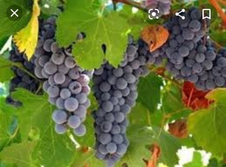 Struguri de vin toate soiurile