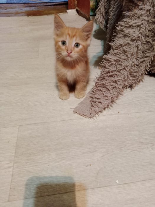 Котят в добрые руки