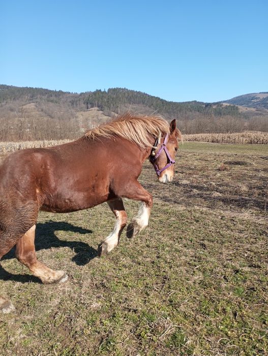 Mânză de 2 ani de vânzare