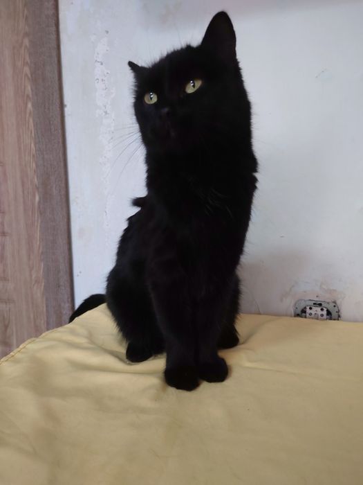 Котик в поисках дома