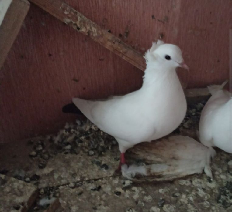 Продаю голубей молодые.