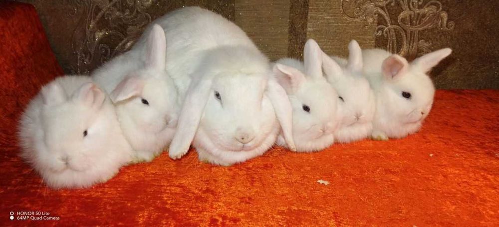 Karlik baran bolachalari