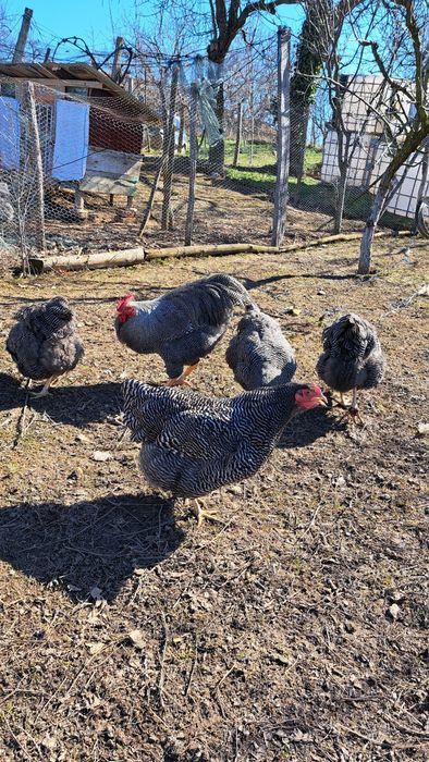Oua pentru incubat Plymouth rock