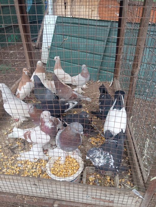 Продам голубей разных