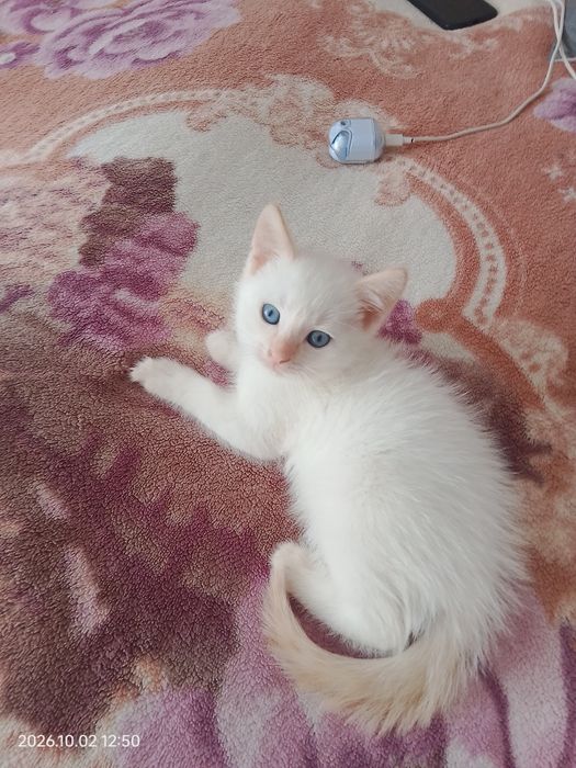 Отдам котят в хорошие руки.