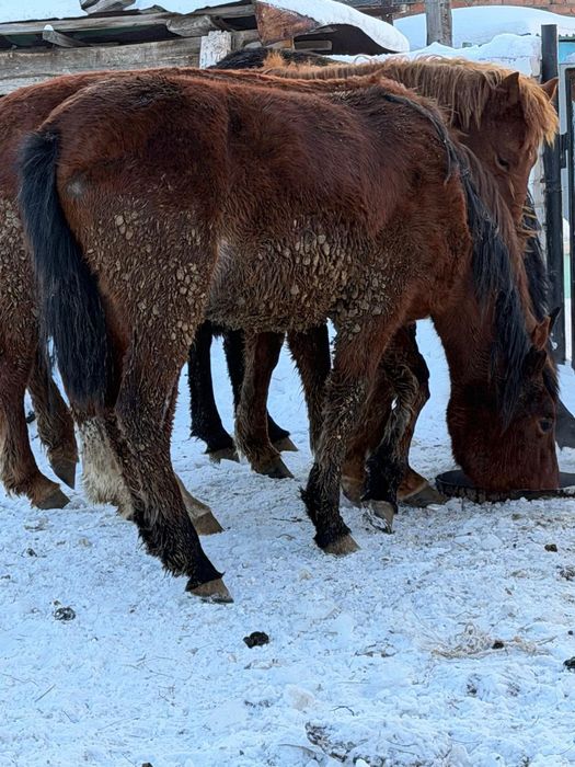Продам лошадей с откорма