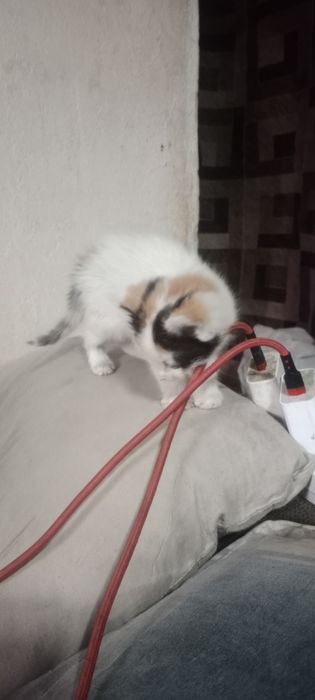 Продам  котят  мейн-кун