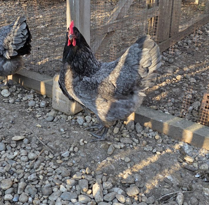 Oua gaini australorp