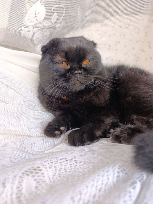 Пародистый Кот (1 год)