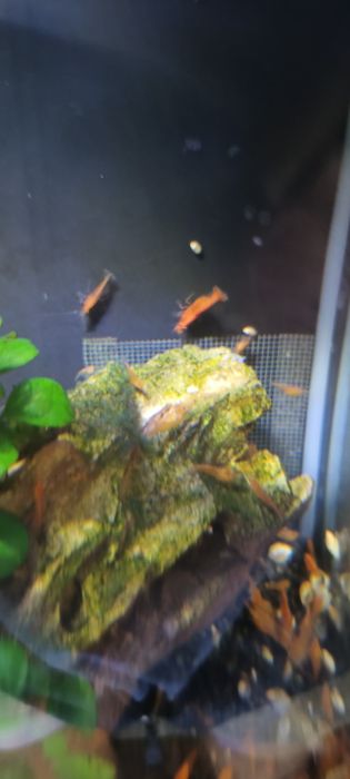 Vând creveți Orange , plante și labeo bicolor