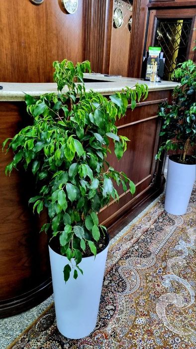 Офисные растения цветы