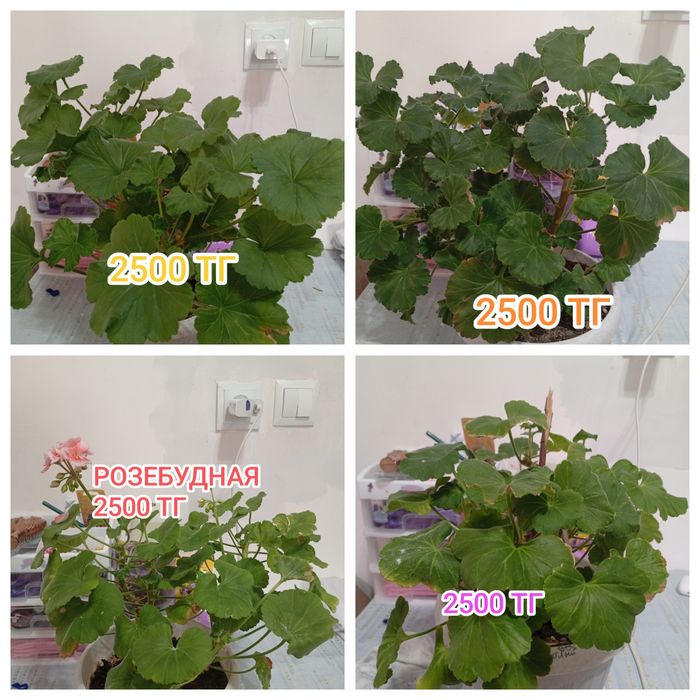 Продам домашние цветы