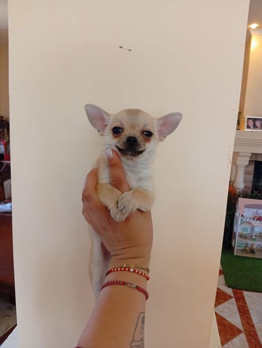 Chihuahua baietel