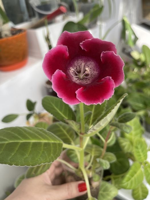 Глоксиния цветущая