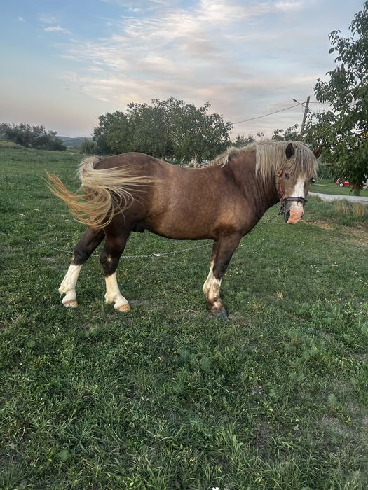 De vanzare mânz, varsta 2 ani.