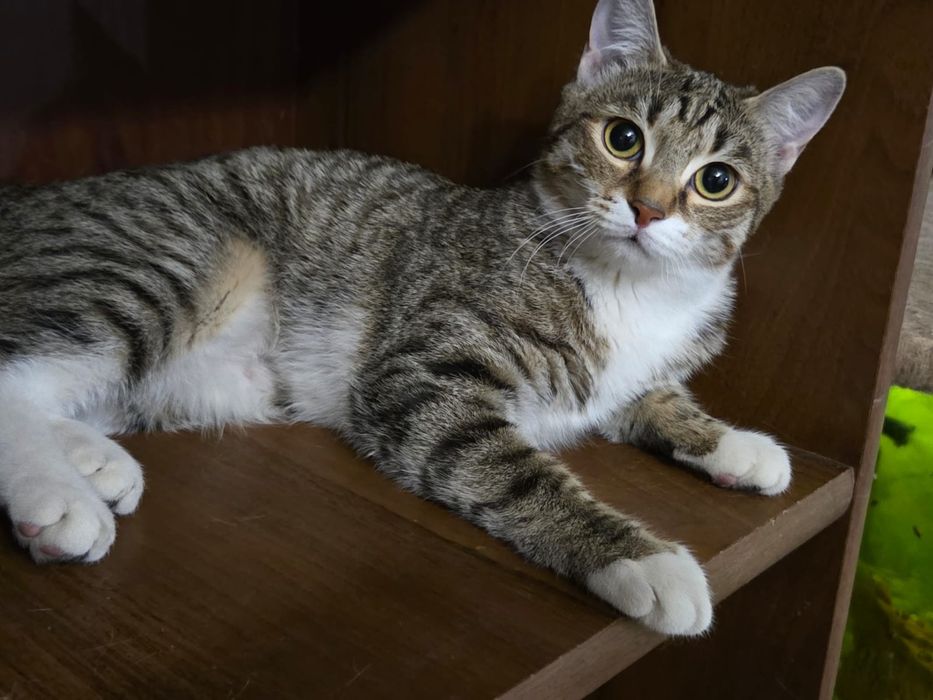 Котята-подростки в добрые руки