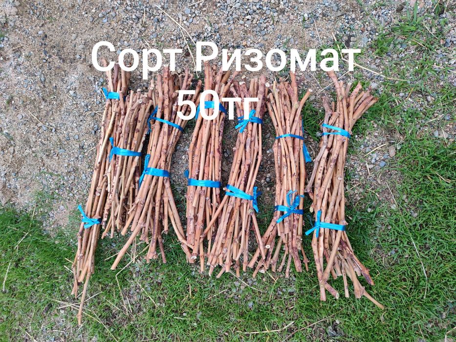 Виноград ризомат