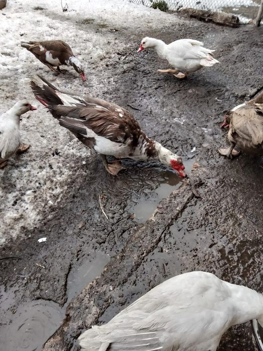 Продается селезень