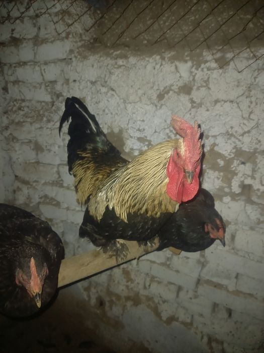 Бахорги жужа-хурозлар