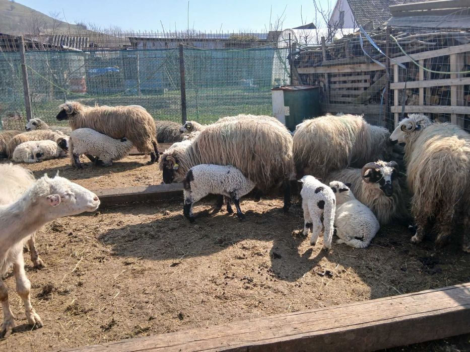 Oi de vanzare jud sibiu