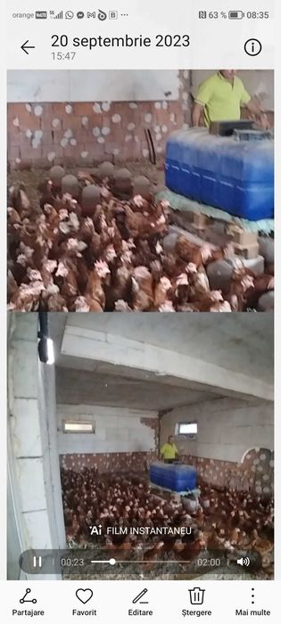 Gaini de oua în ciclu de ouat de 3-4 luni si cocosi