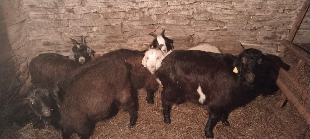 Продам коз 9 голов