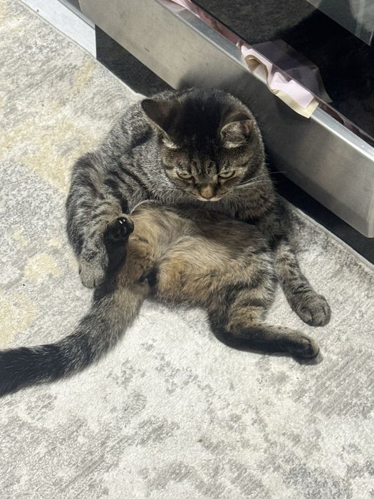 Домошняя кошка питомец